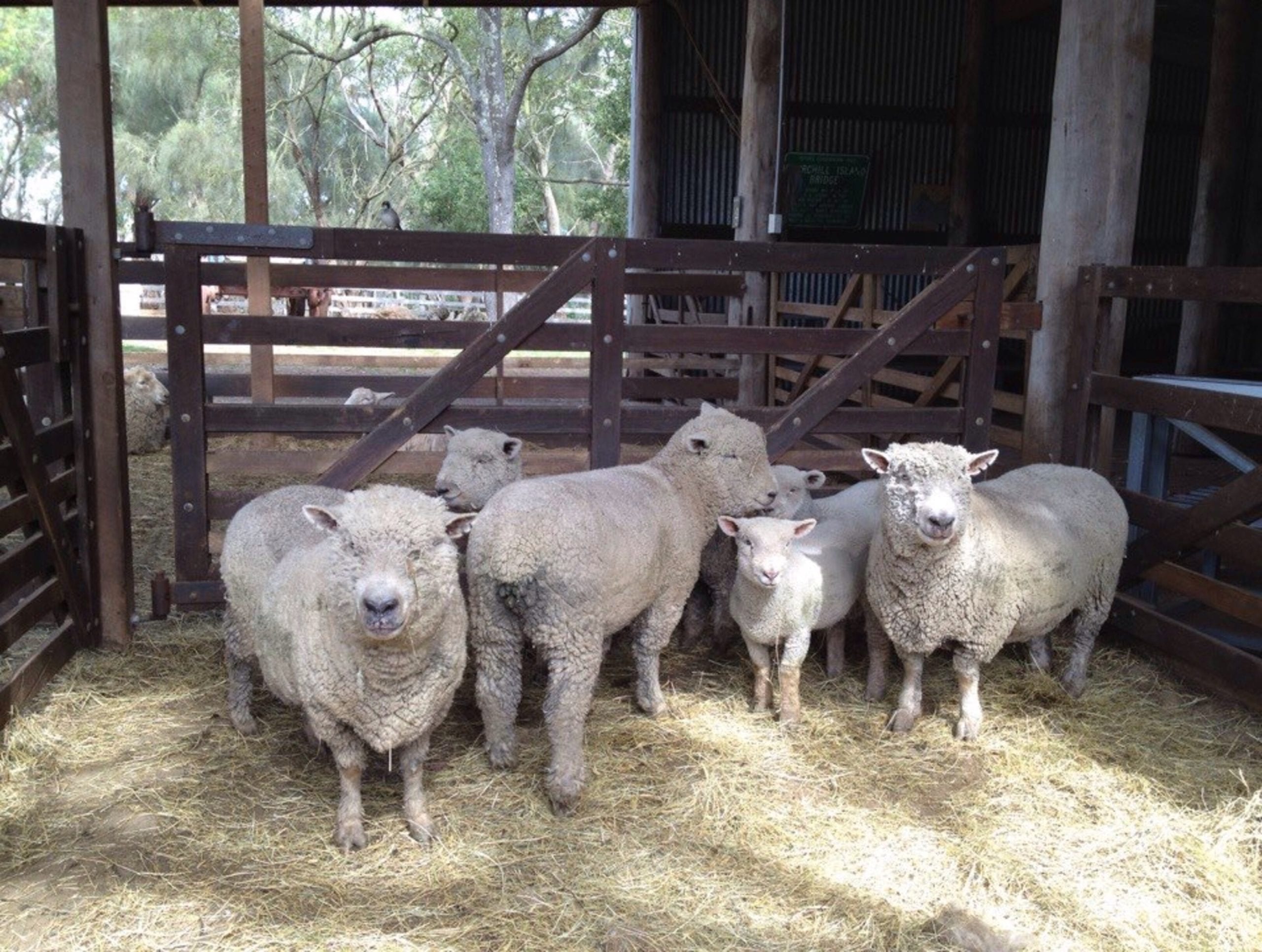 Churchill Island Heritage Farm Phillip Island Holidays